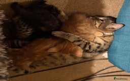 Mixed Breed cats for sale: Female young tabby cat!! Mixed breed - Image 4