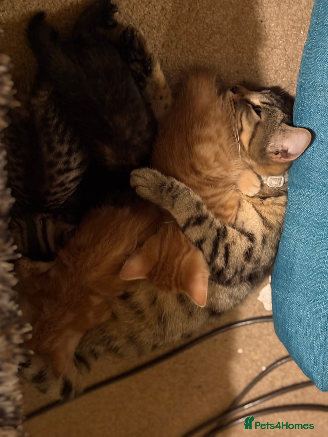 Mixed Breed cats for sale: Female young tabby cat!! Mixed breed - Image 4