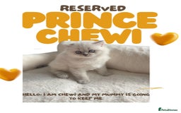 British Shorthair cats for sale: 🐾 Stunning BSH X Scottish Fold Kittens 🐾 - Image 3