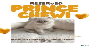 British Shorthair cats - Advert 15