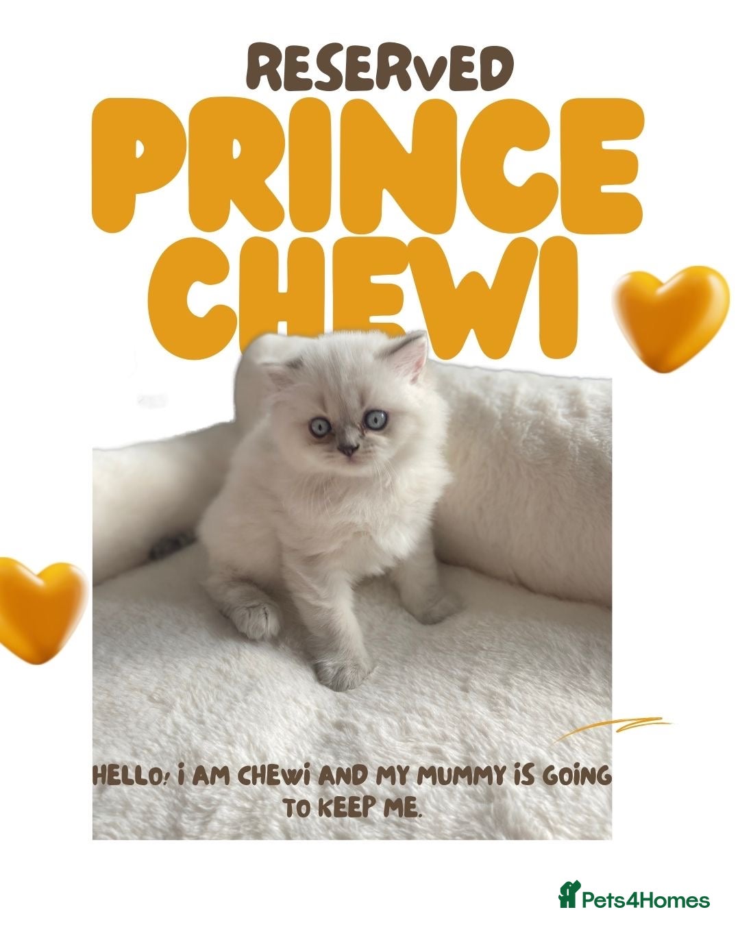 British Shorthair cats for sale: 🐾 Stunning BSH X Scottish Fold Kittens 🐾 - Image 3