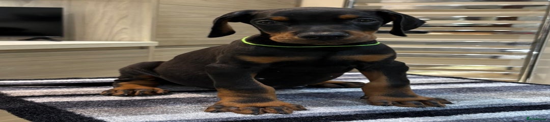 Dobermann Puppy 3