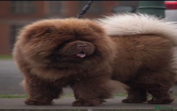 Chow Chow dogs for stud: A truly One of kind KC Chocolate Chow for stud - Image 5