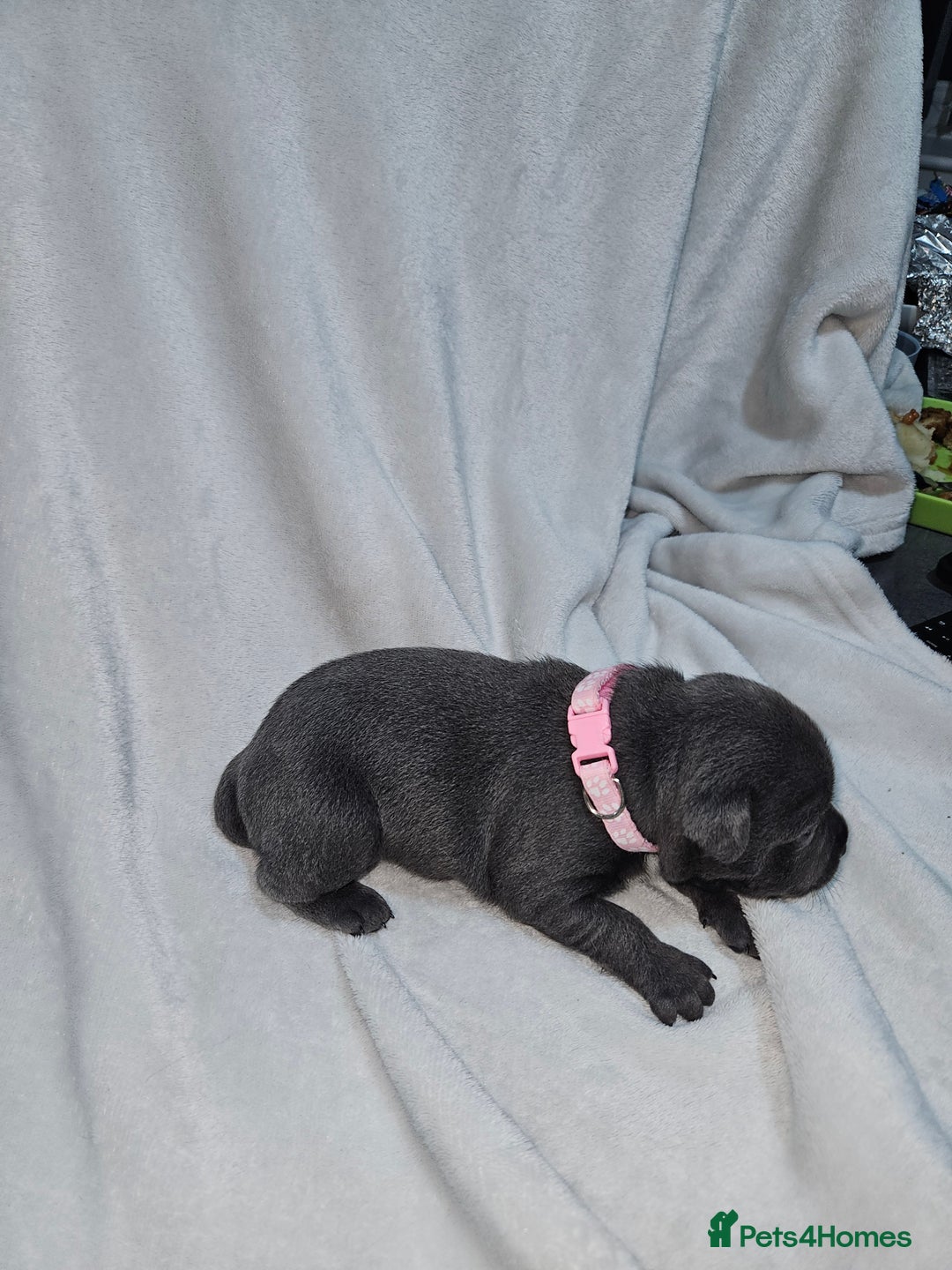 Staffordshire Bull Terrier dogs for sale: Beautiful chunky blues! - Advert 24
