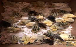 Quail poultry for sale: Jumbo & Celadon (blue egg) Coturnix Quail & eggs - Image 20