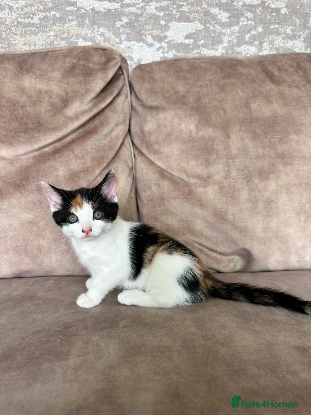 Mixed Breed cats for sale: Beautiful playful kittens - Advert 13