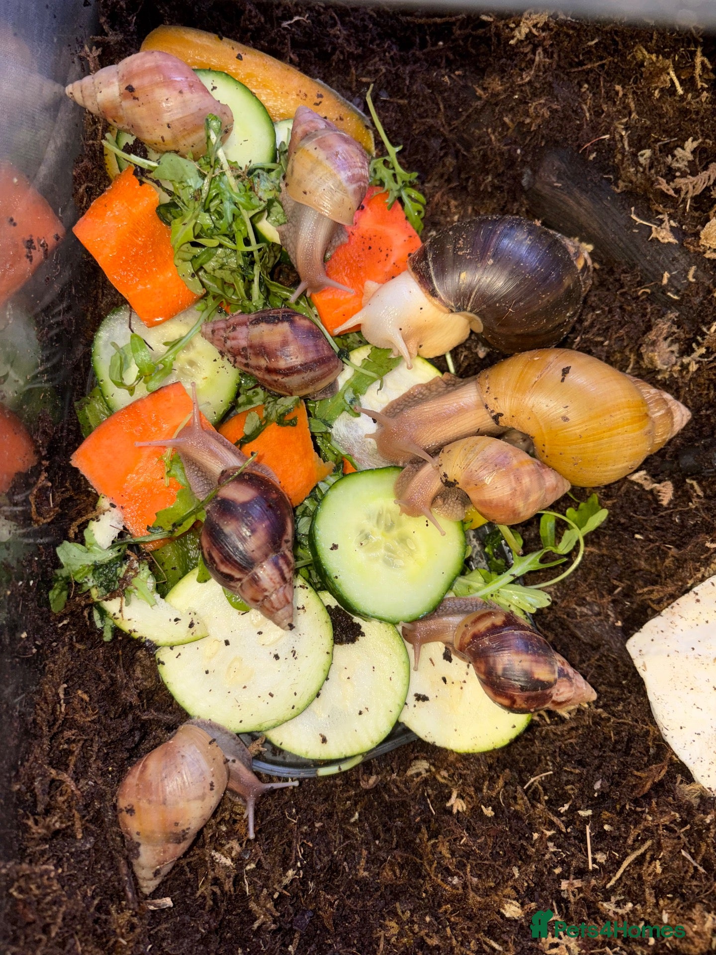 Snails invertebrates Giant African land snails (5 LEFT!)  - Advert 1