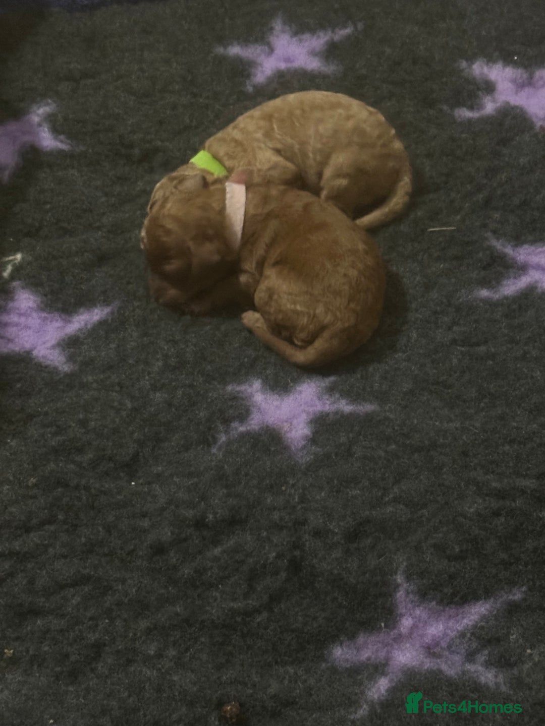 Cockapoo dogs for sale: FOX RED TOY COCKAPOO PUPPIES  - Advert 15