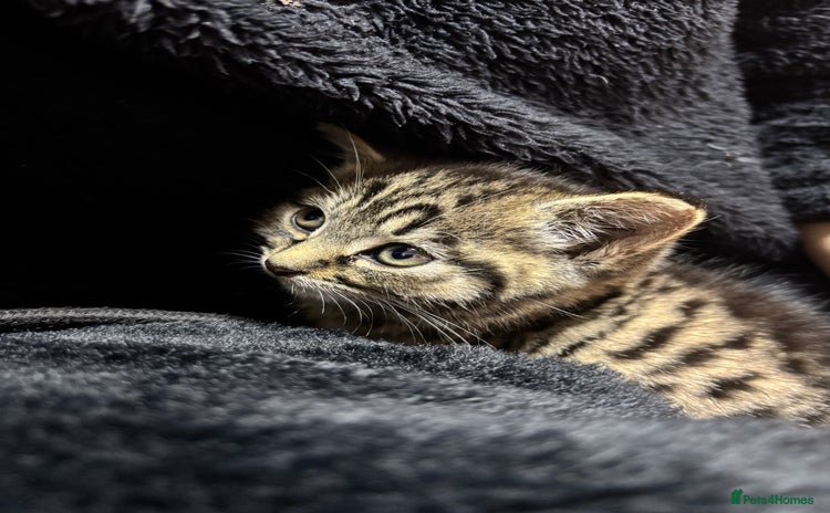 Toyger cats - Advert 1