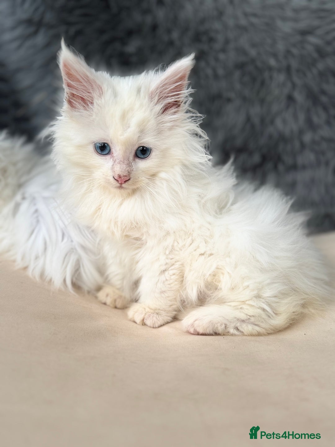 Maine Coon cats for sale: MAINE COON POLYDACTYL KITTENS 🩷 - Advert 2