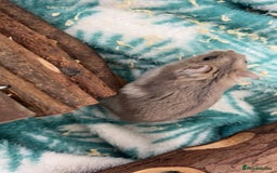 Hamster rodents for sale: Gray russian dwarf hamster for sale - Image 3