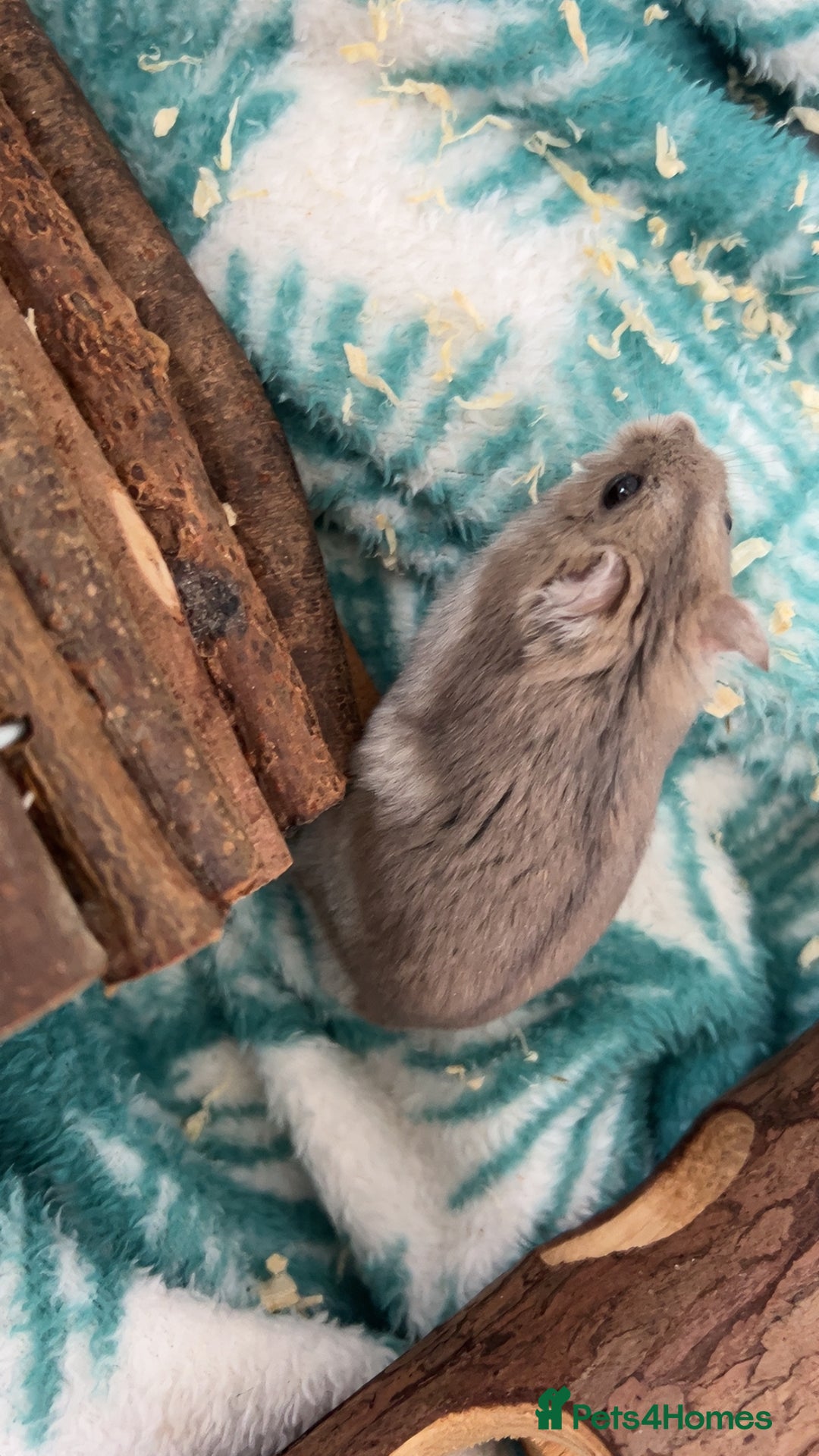 Hamster rodents for sale: Gray russian dwarf hamster for sale - Image 3
