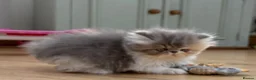 Persian cats for sale: Exotic long haired kittens male and female  - Advert 7