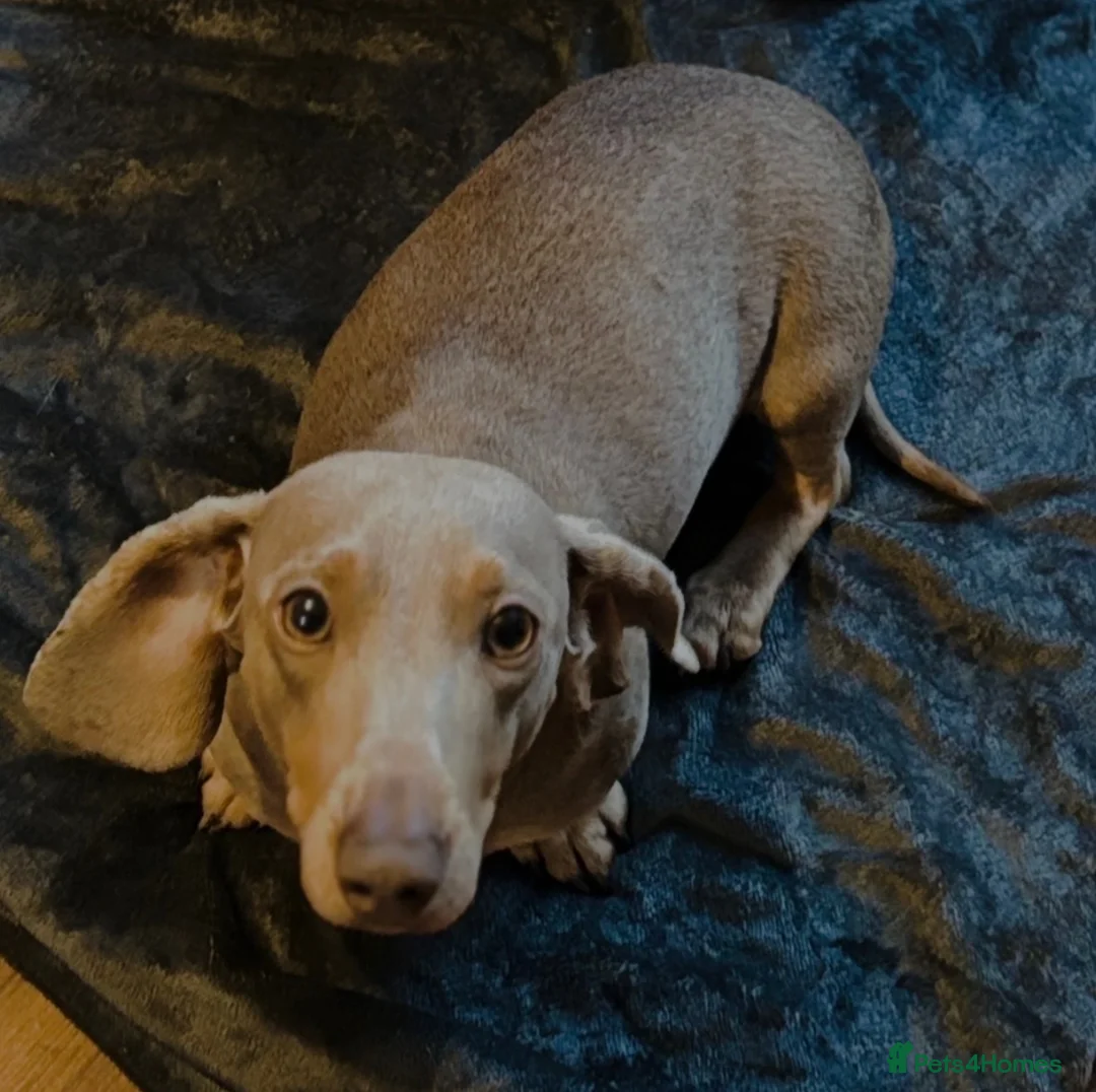 Dachshund dogs for sale: Isabella tan dachshund 3 year old  - Advert 1