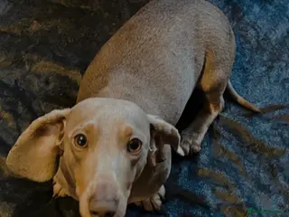 Dachshund dogs Isabella tan dachshund 3 year old - Advert 1