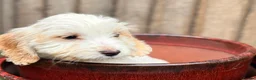 Cockapoo dogs for sale: Cocker spaniel x cockapoo puppies  in Leicester - Advert 5