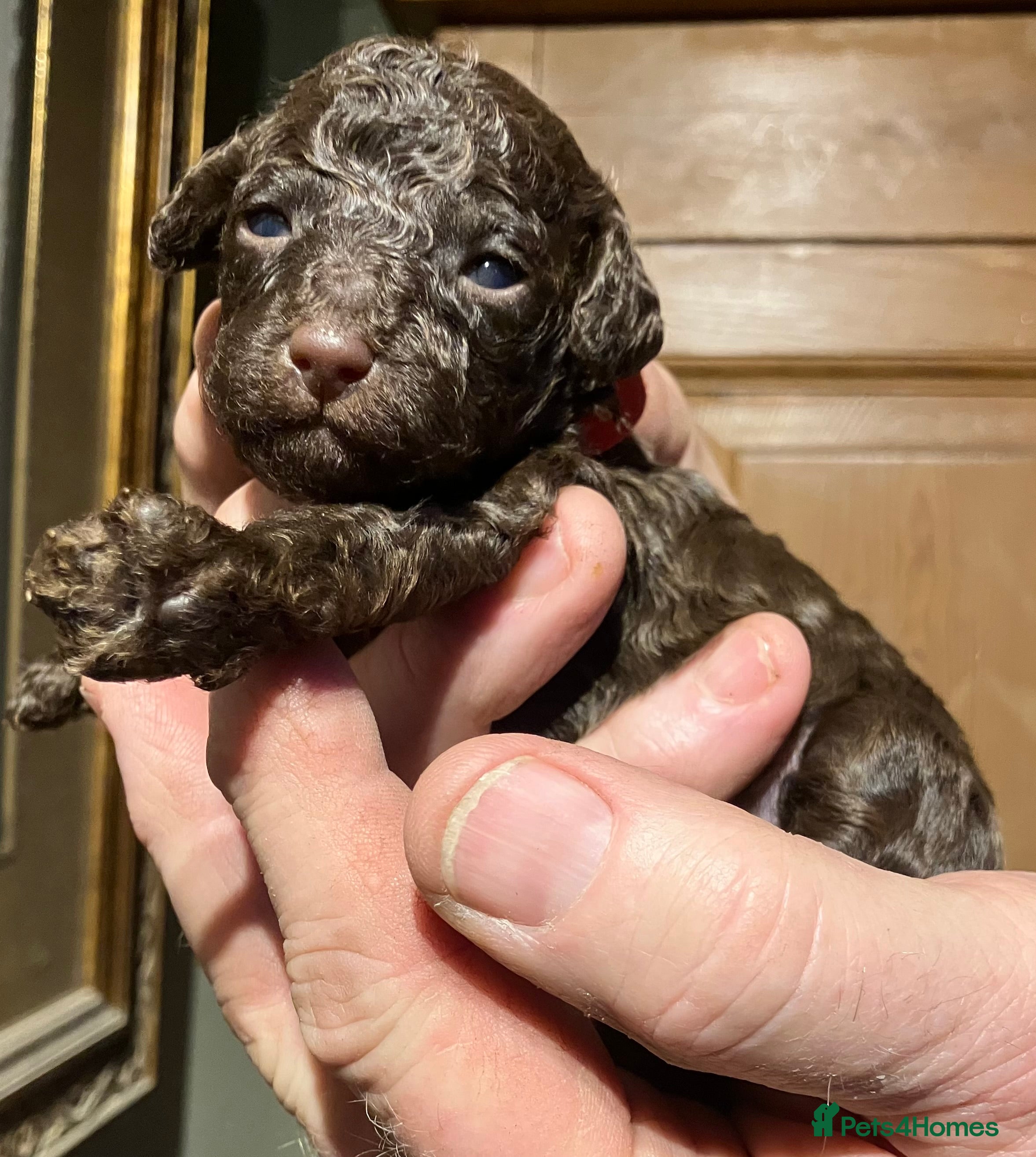 Miniature Poodle dogs MINIATURE POODLE PUPPIES x5 chocolate & apricot - Advert 6