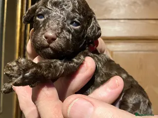 Miniature Poodle dogs MINIATURE POODLE PUPPIES x5 chocolate & apricot - Advert 2