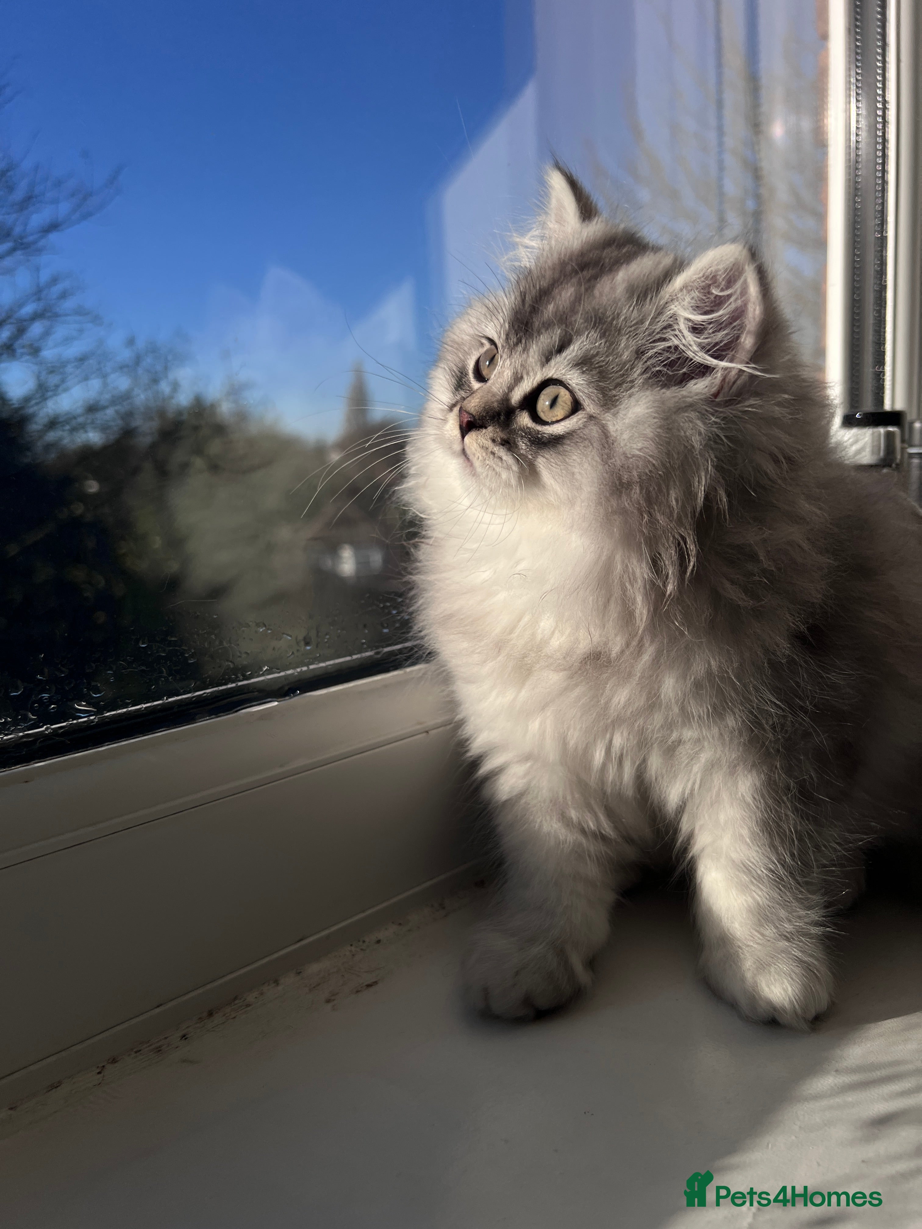 British Longhair cats TICA Registered British Long Hair Boy - Advert 10