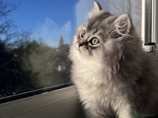 British Longhair cats TICA Registered British Long Hair Boy - Advert 5