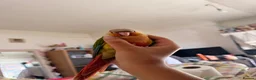 Conures birds for sale: 15 week dna female conure hand reared and tamed - Advert 4