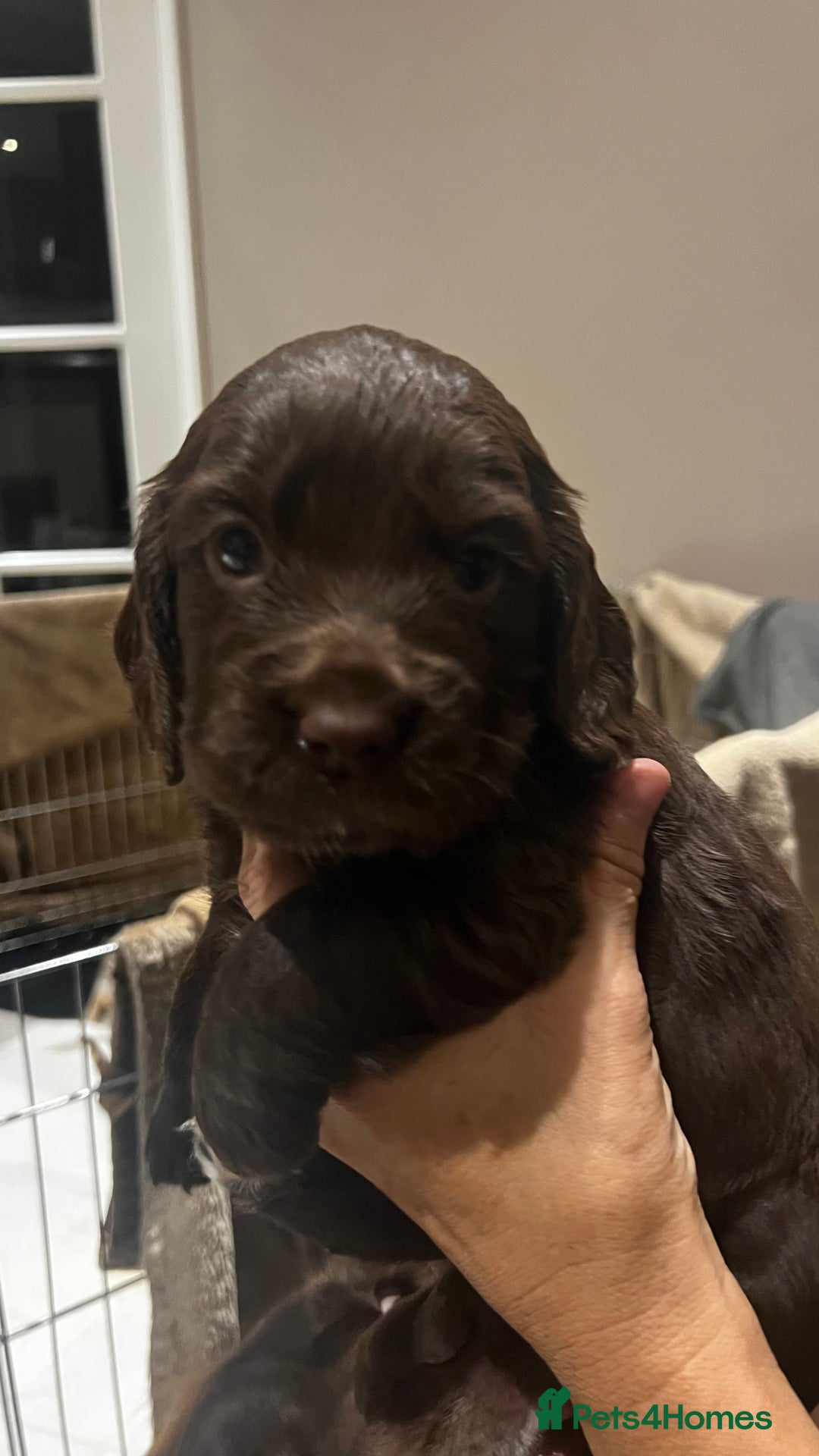 Cocker Spaniel dogs for sale: One girl left - Advert 4