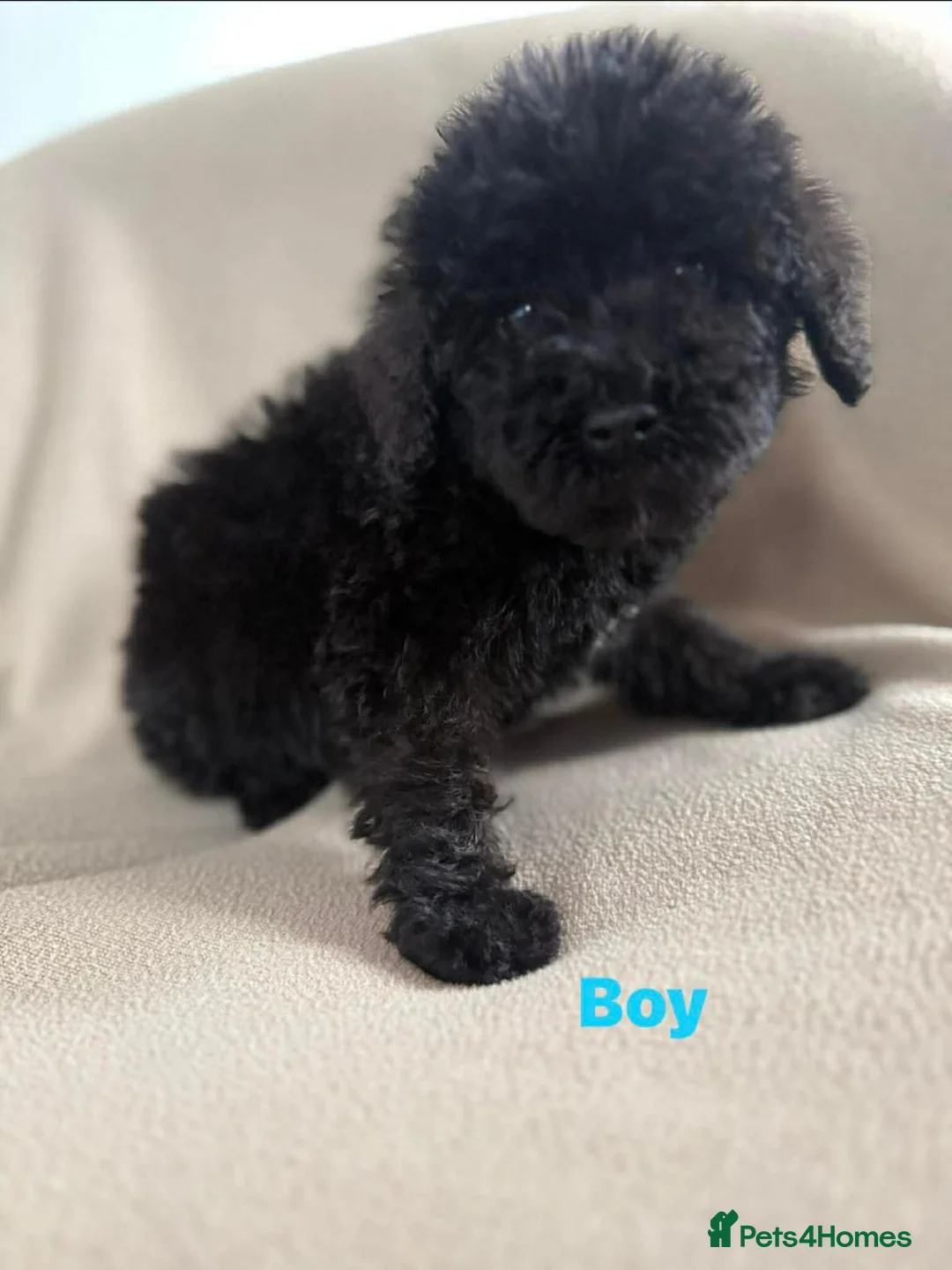 Cockapoo dogs for sale: Stunning puppies  - Advert 2