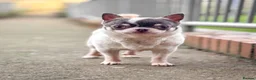 Chihuahua dogs for sale: 2 stunning chihuahuas - Advert 4