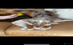 Australian Shepherd dogs for sale: Toy Australian Shepherd Bitch  - Image 3