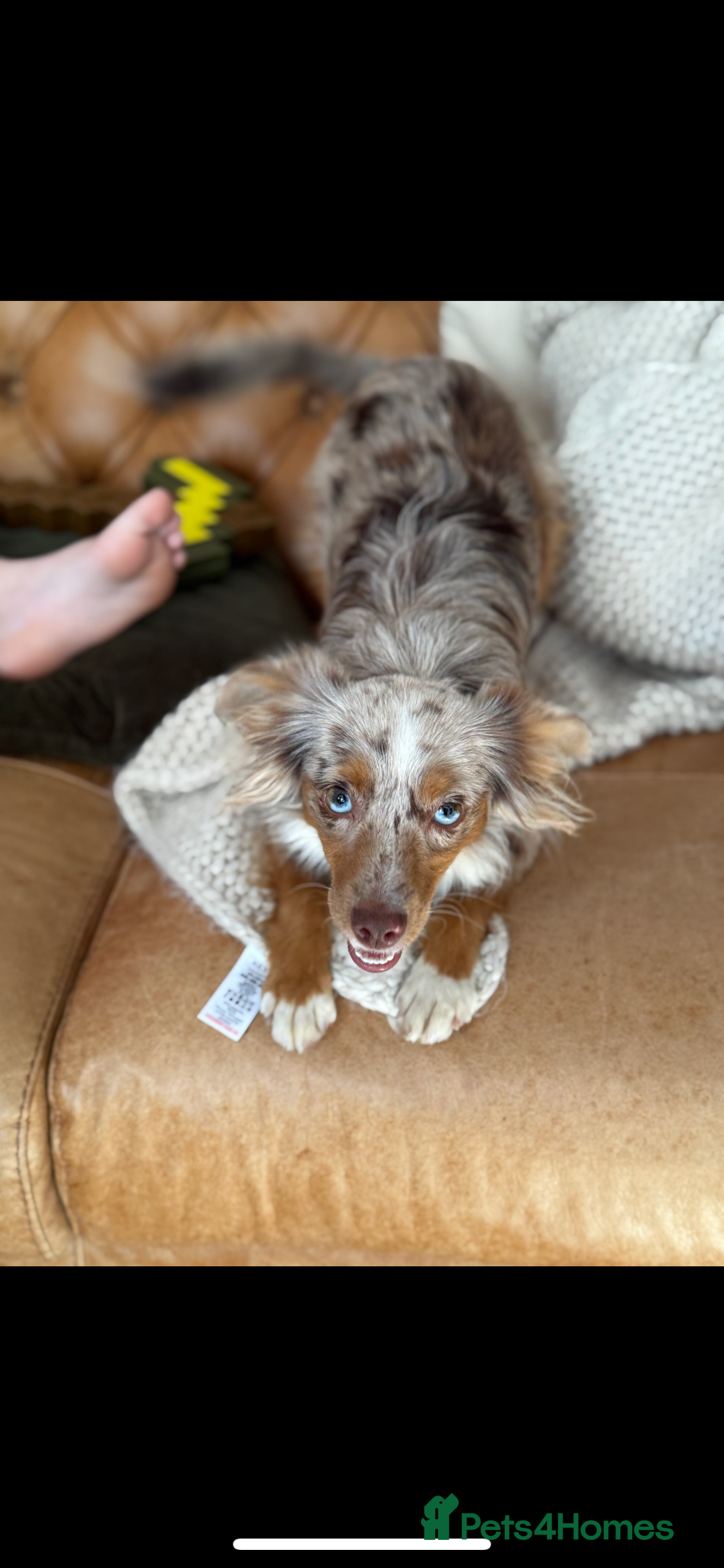 Australian Shepherd dogs for sale: Toy Australian Shepherd Bitch  - Image 3