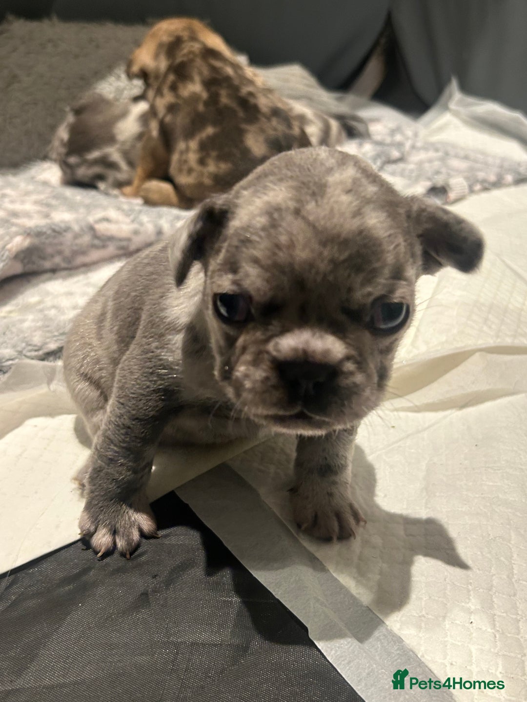 French Bulldog dogs for sale: 1 Frenchbulldog boy left❤️🎄 - Advert 5