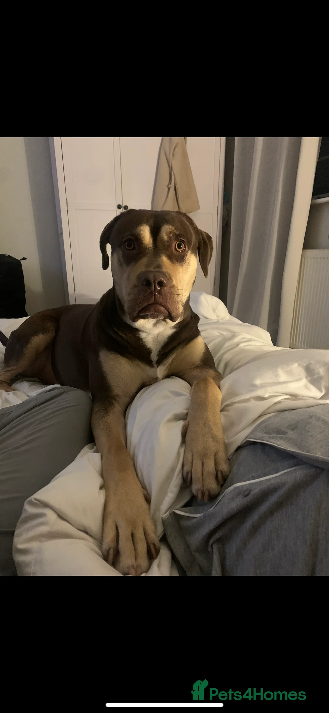 Mixed Breed dogs for sale: Storm is up for adoption  - Advert 4