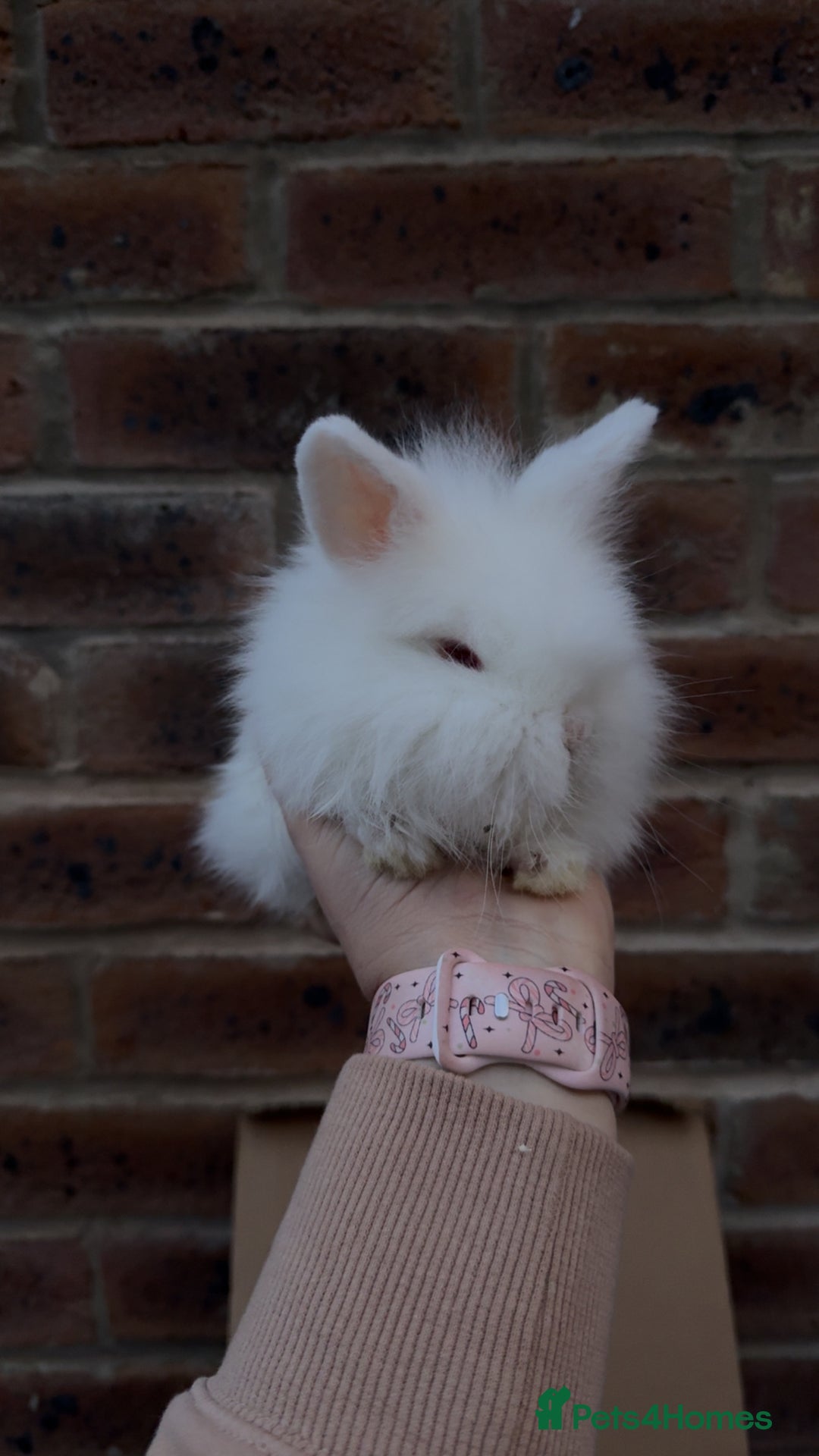 Mixed Breed rabbits for sale: Mini lop x lion head bunnies - Advert 4