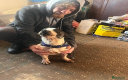 Mixed Breed dogs for sale: Staffy x Jack russell - Advert 4