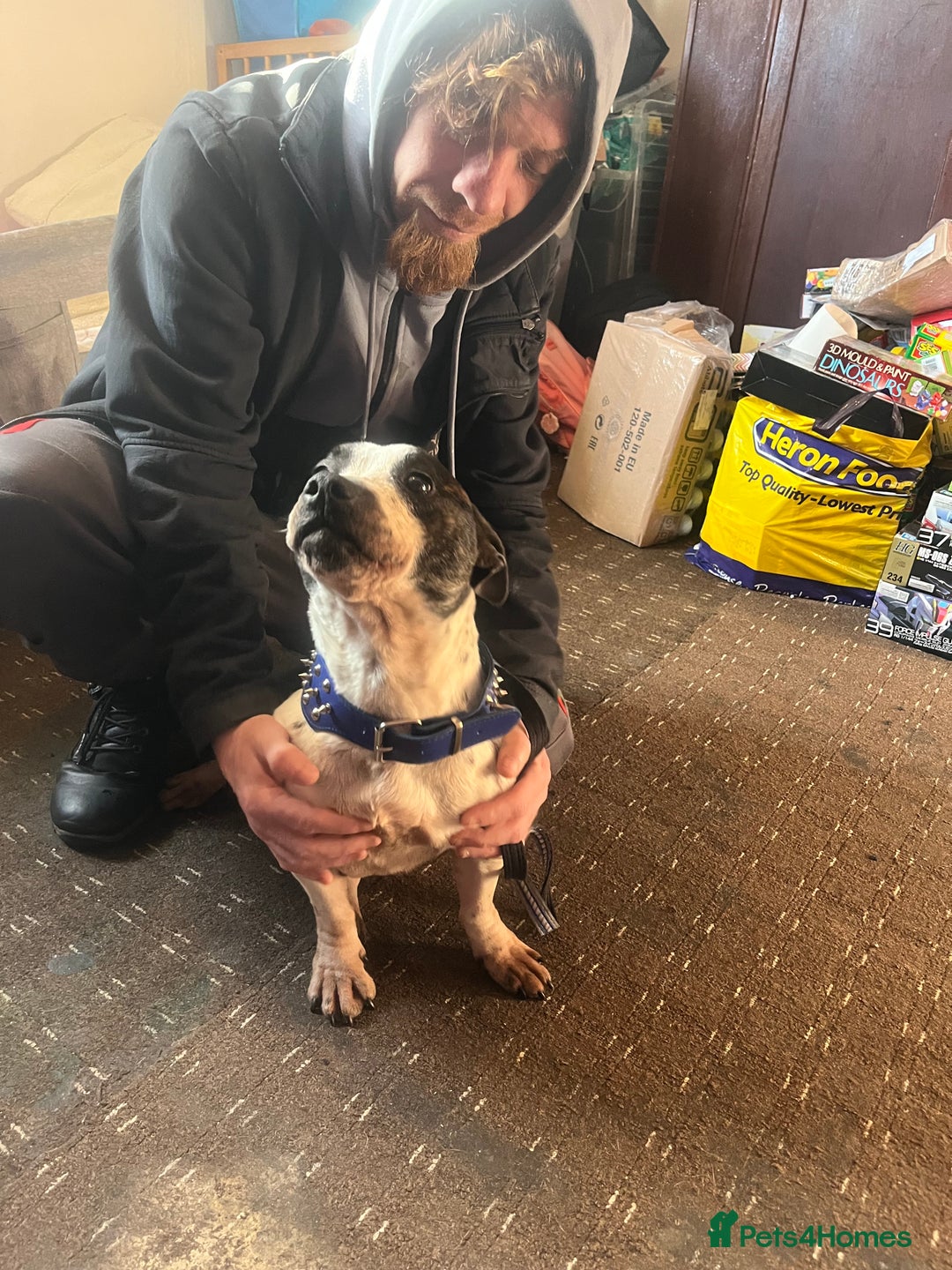 Mixed Breed dogs for sale: Staffy x Jack russell - Advert 4