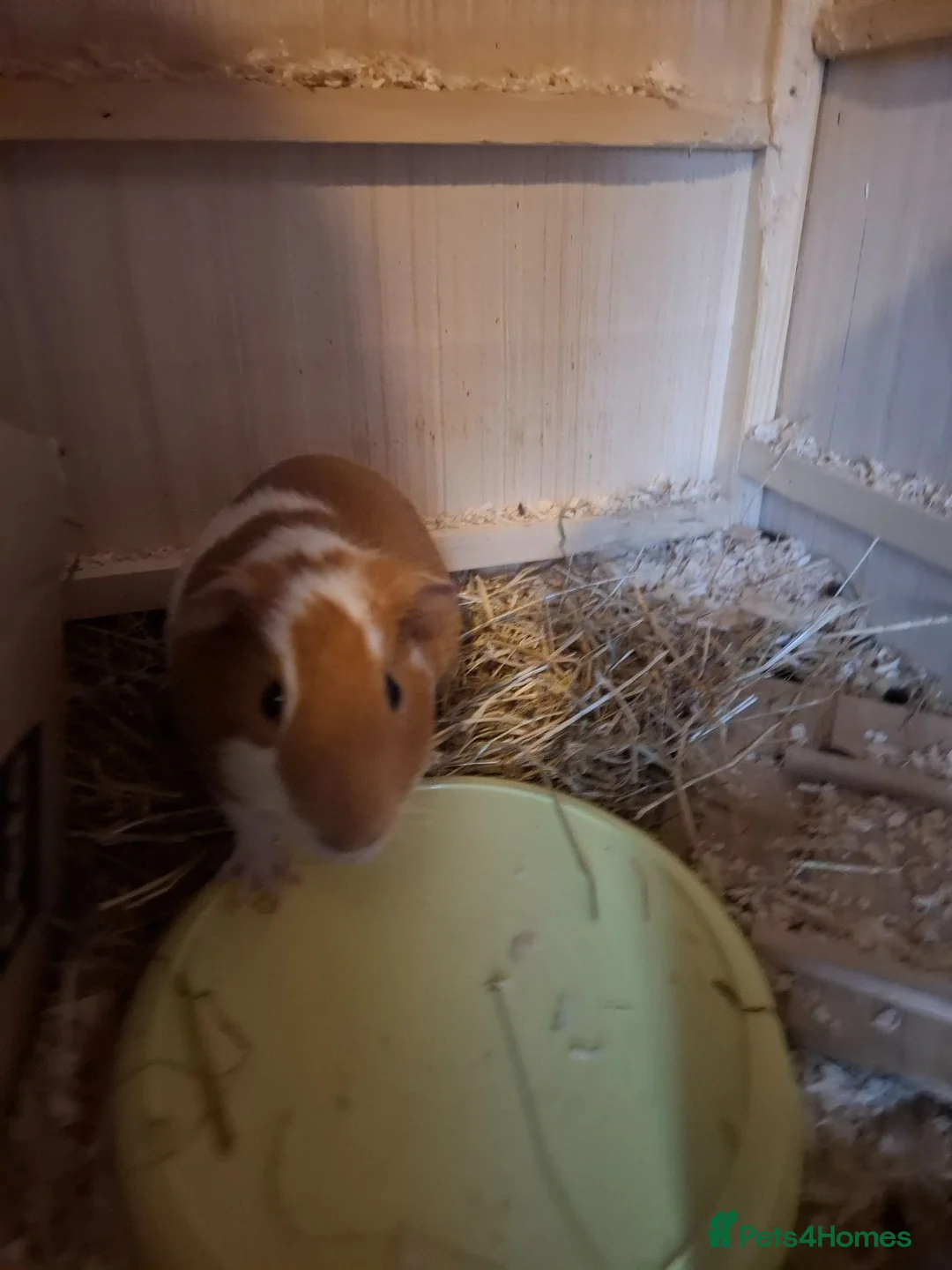Mixed Breed rodents for sale: Female guinea pig  - Advert 3