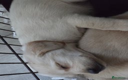 Labrador Retriever dogs for sale: Labrador pups  - Image 5
