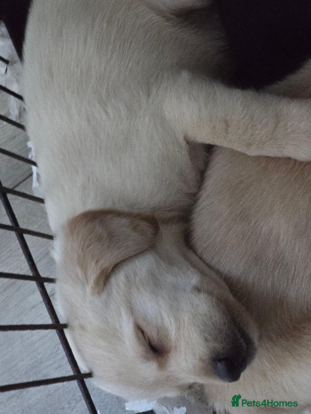 Labrador Retriever dogs for sale: Labrador pups  - Image 5