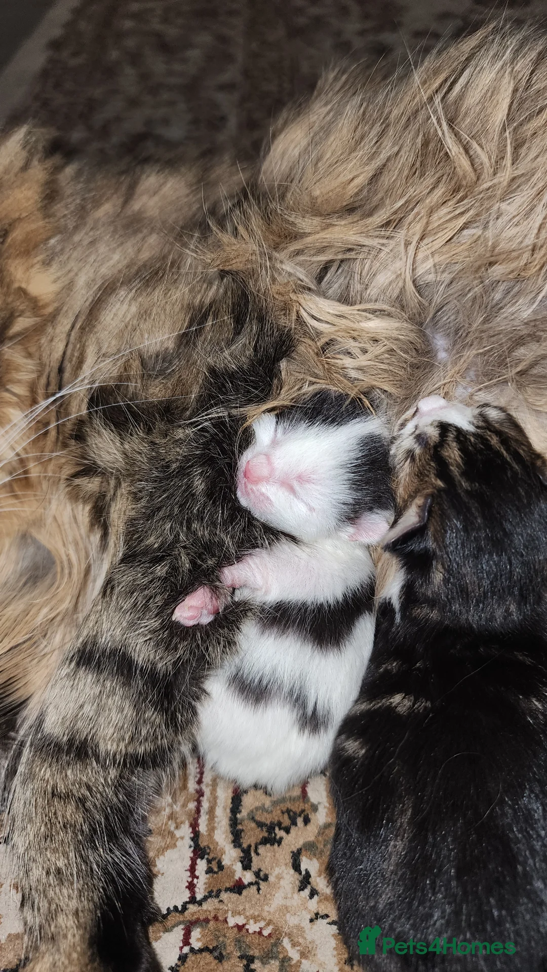 British Longhair cats for sale: Kittens for sale in Worcester - Advert 4