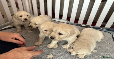 Golden Retriever dogs - Advert 4