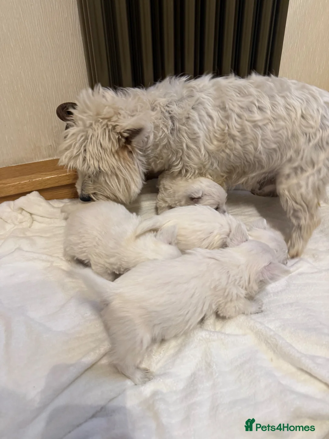 West Highland Terrier dogs for sale: KC Westies  - Advert 2