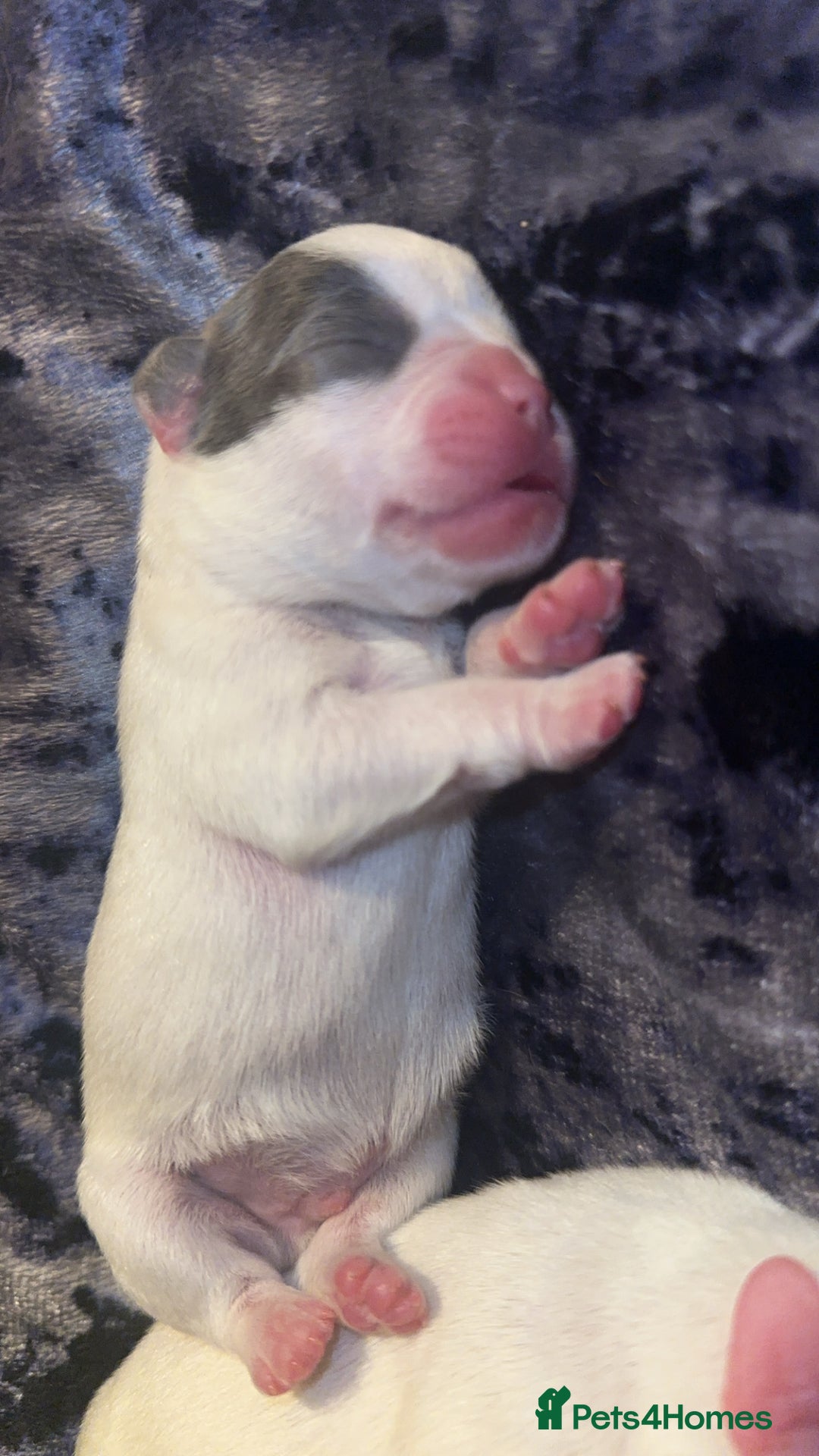 French Bulldog dogs for sale: French bulldog puppies - Image 12
