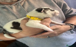 Siberian Husky dogs for sale: Rare piebald husky puppies have now arrived  - Image 12