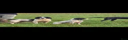 English Springer Spaniel dogs for sale: English springer spaniel litter  - Advert 5
