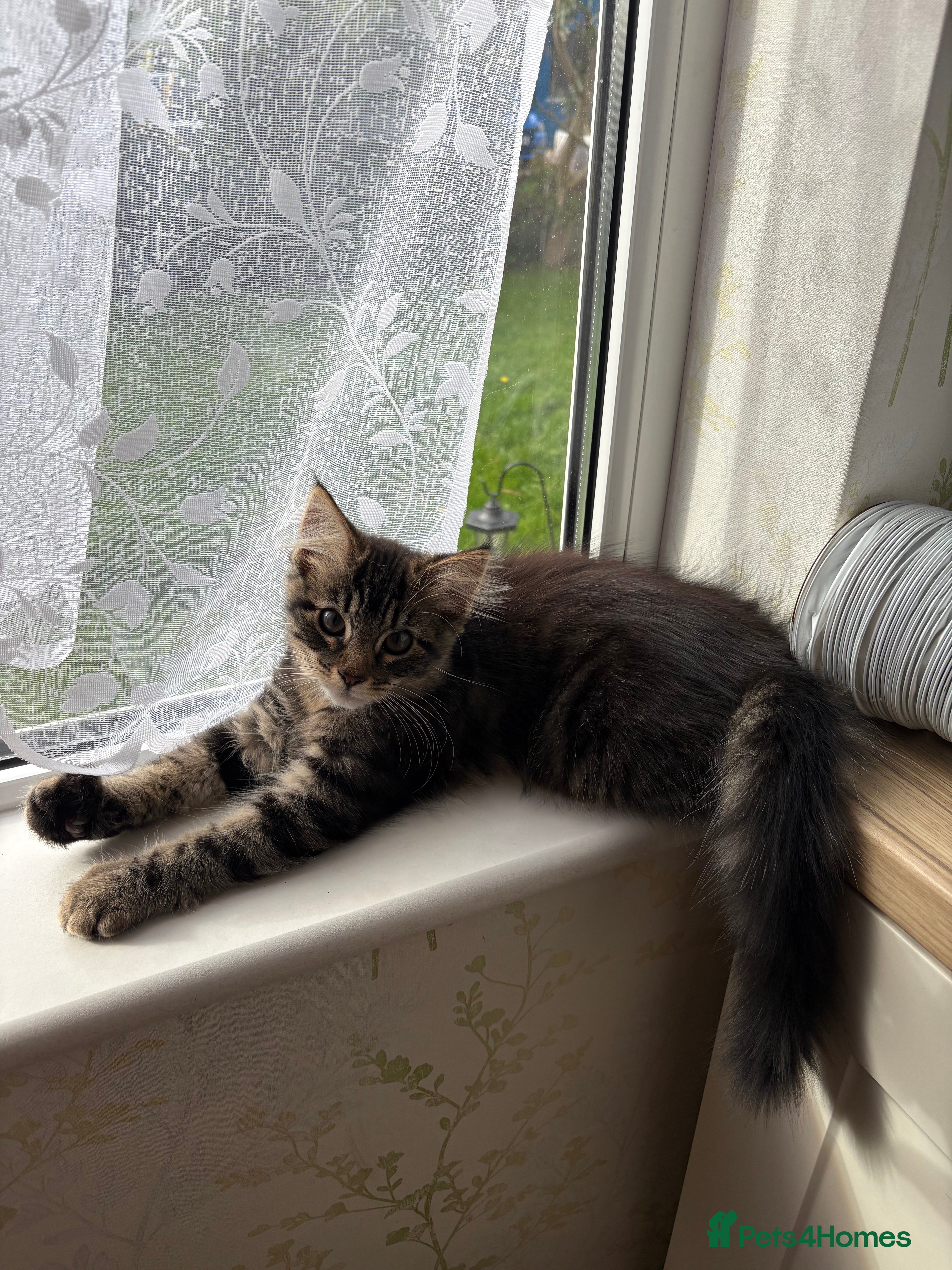 Maine Coon cats Maine Coon Cross  - Advert 2