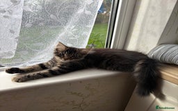 Maine Coon cats for sale: Maine Coon Cross  - Image 1