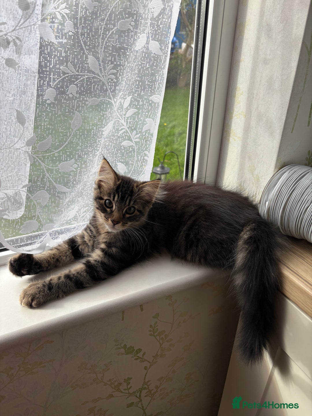 Maine Coon cats for sale: Maine Coon Cross  - Image 1