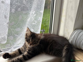 Maine Coon cats - Advert 1