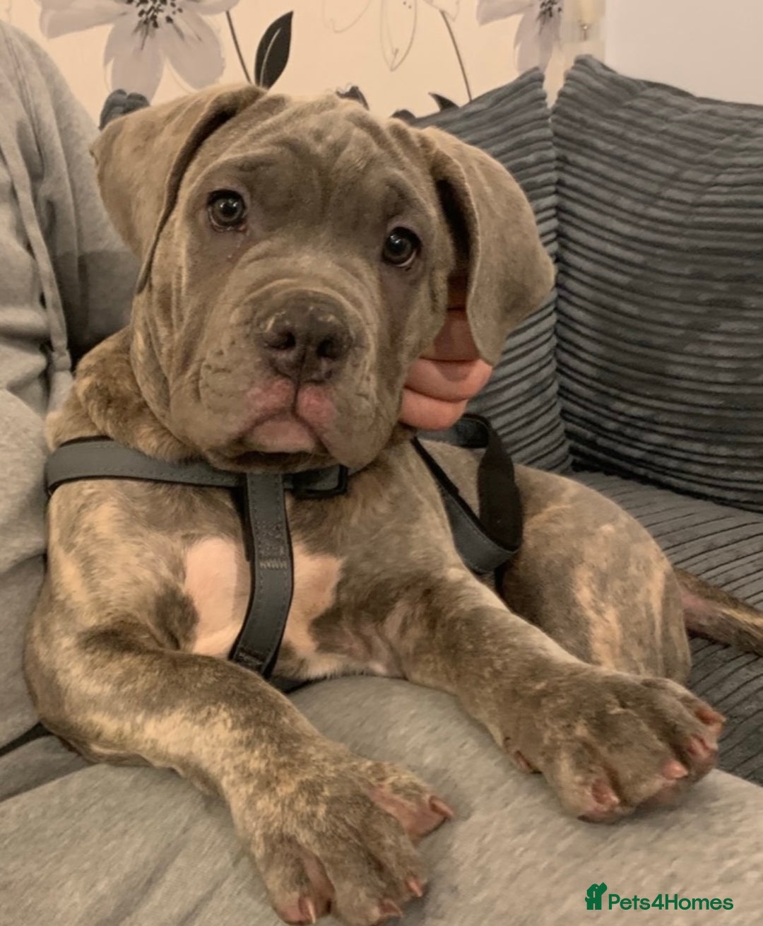 Mixed Breed dogs for stud: Dog for stud - Advert 4