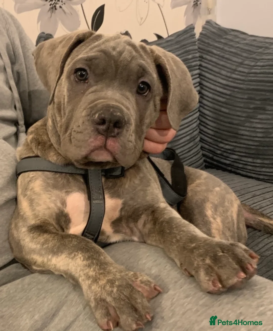 Mixed Breed dogs for stud: Dog for stud - Advert 4